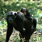 chimpanzee 1